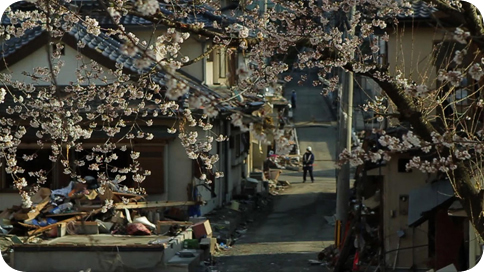 Tsunami and the Cherry Blossom